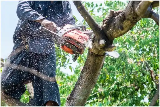 tree services Stiles